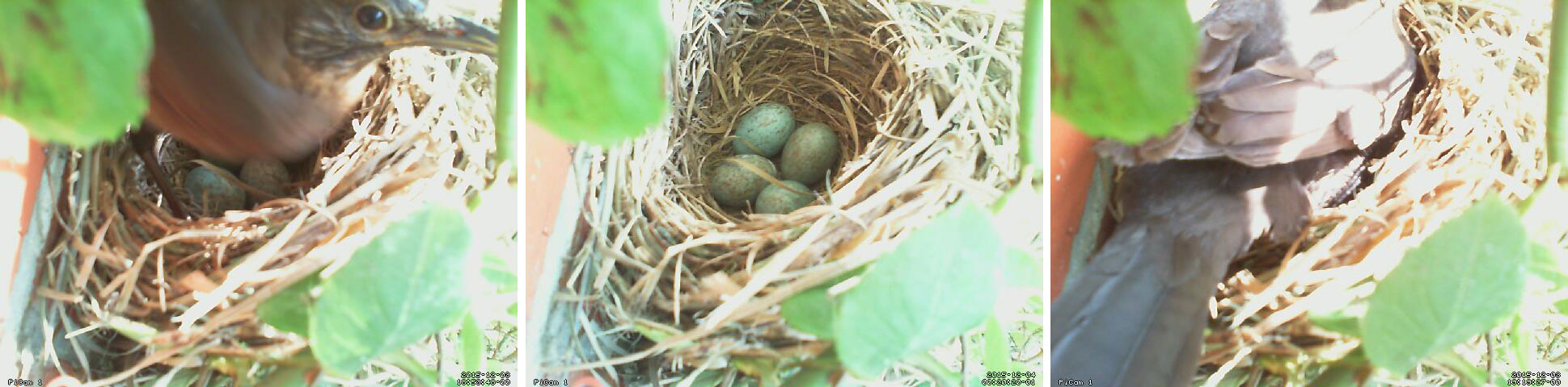 Blackbird nest & rPi cam feature image