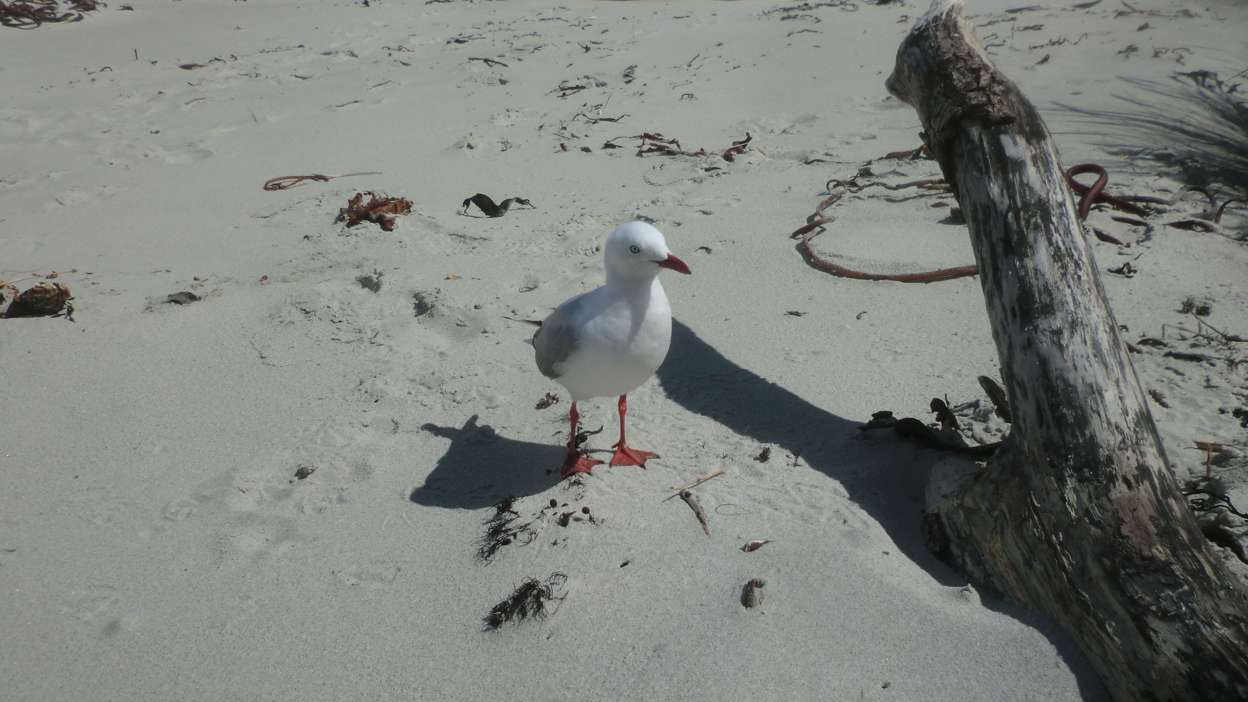 A seagull stands near a dry log on a sandy beach.