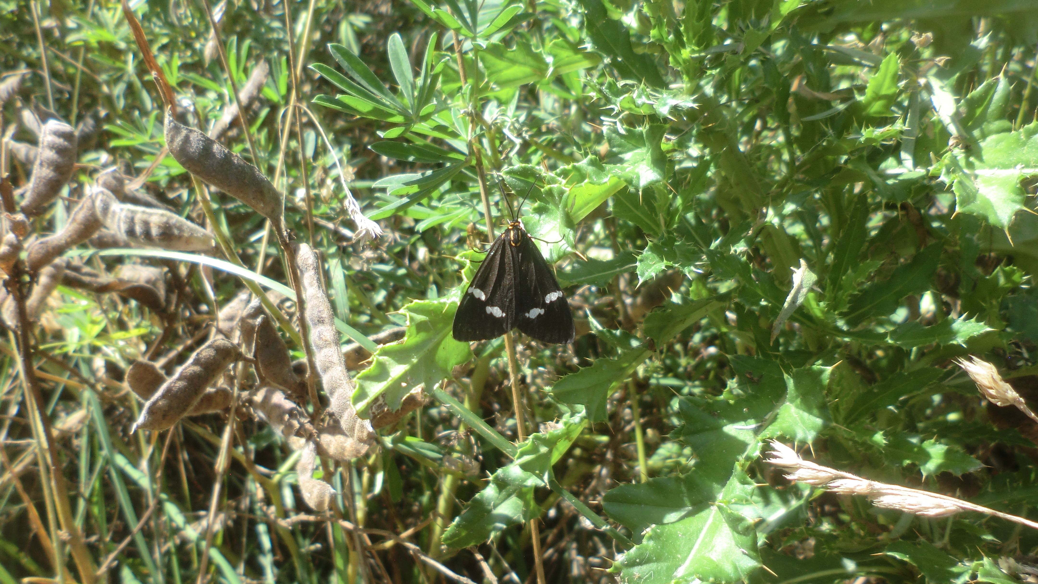 A Magpie Moth is resting on a grass stem with its black and white marked wings clearly visible. Coastal plants fill the background.