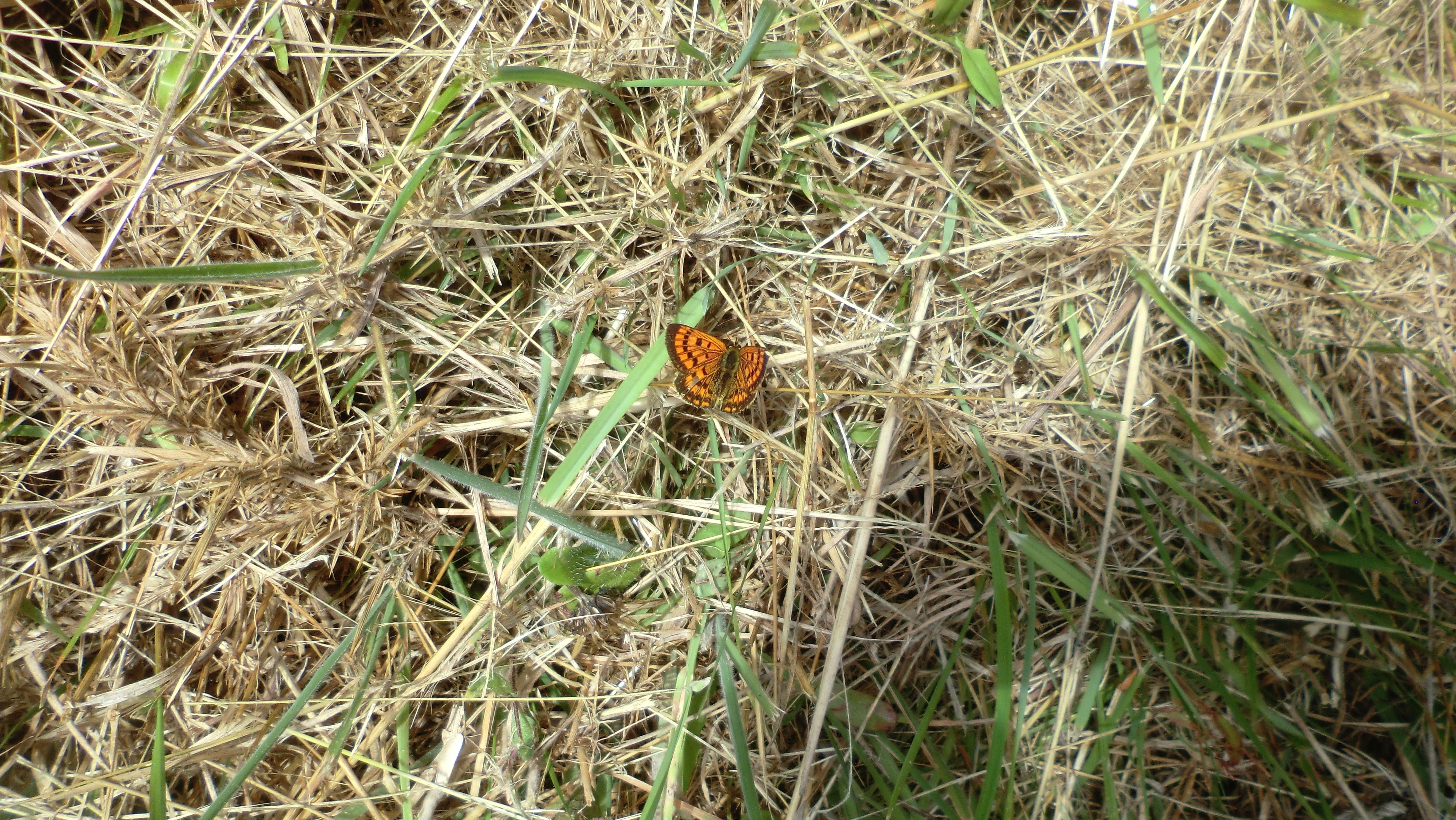 Photo - a bright orange Copper butterfly on grass, wings stretched out.