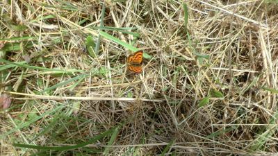 Photo - a bright orange Copper butterfly on grass, wings stretched out.