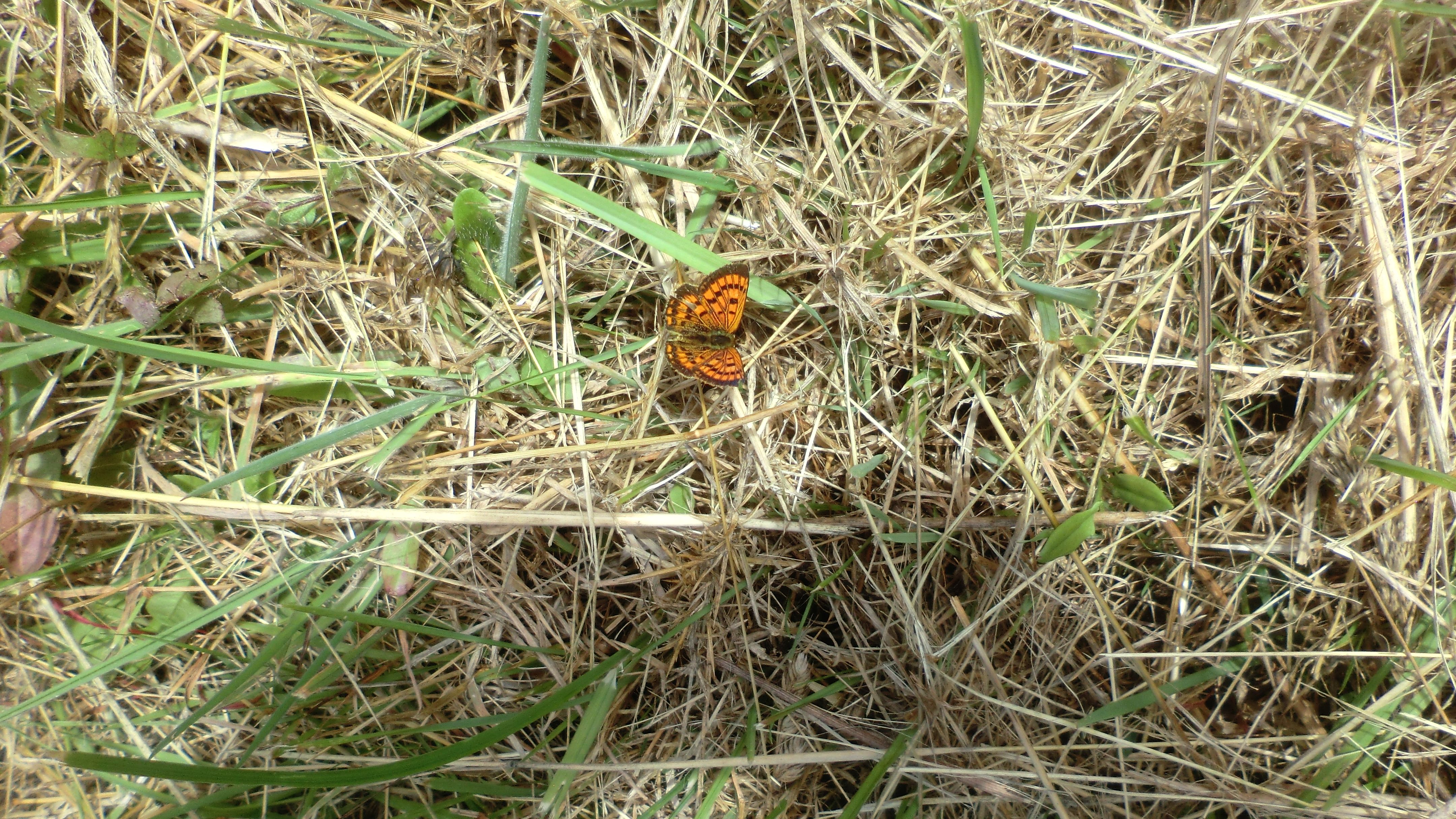 Photo - a bright orange Copper butterfly on grass, wings stretched out.