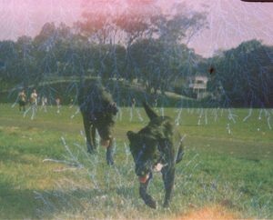 Lightning Dogs! Tui and Tara sniffing around in Grey Lynn Park. The lightning effect is achieved by exposing negatives to static in precise conditions.